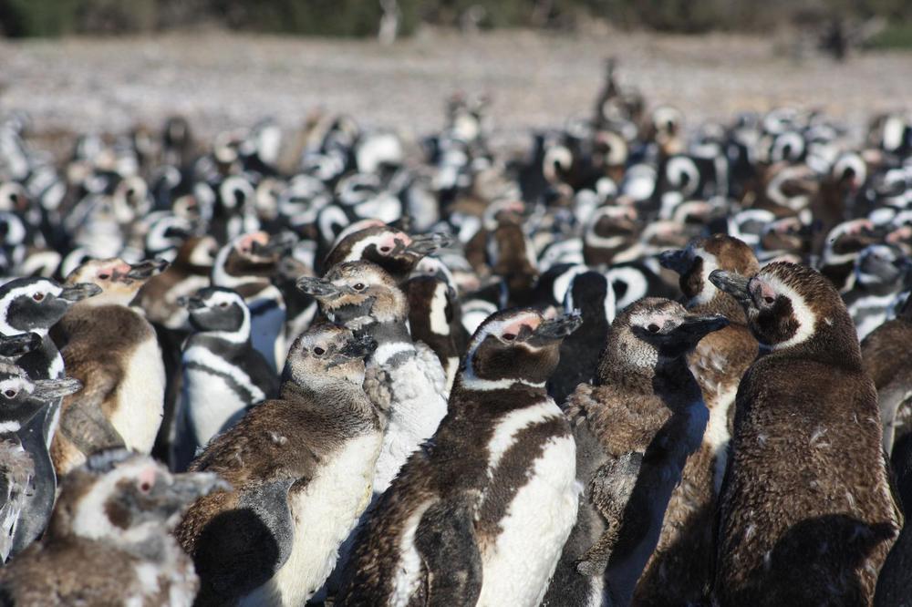Turismo en Chubut Punta Tombo cerró una de las mejores temporadas de los últimos años (1)