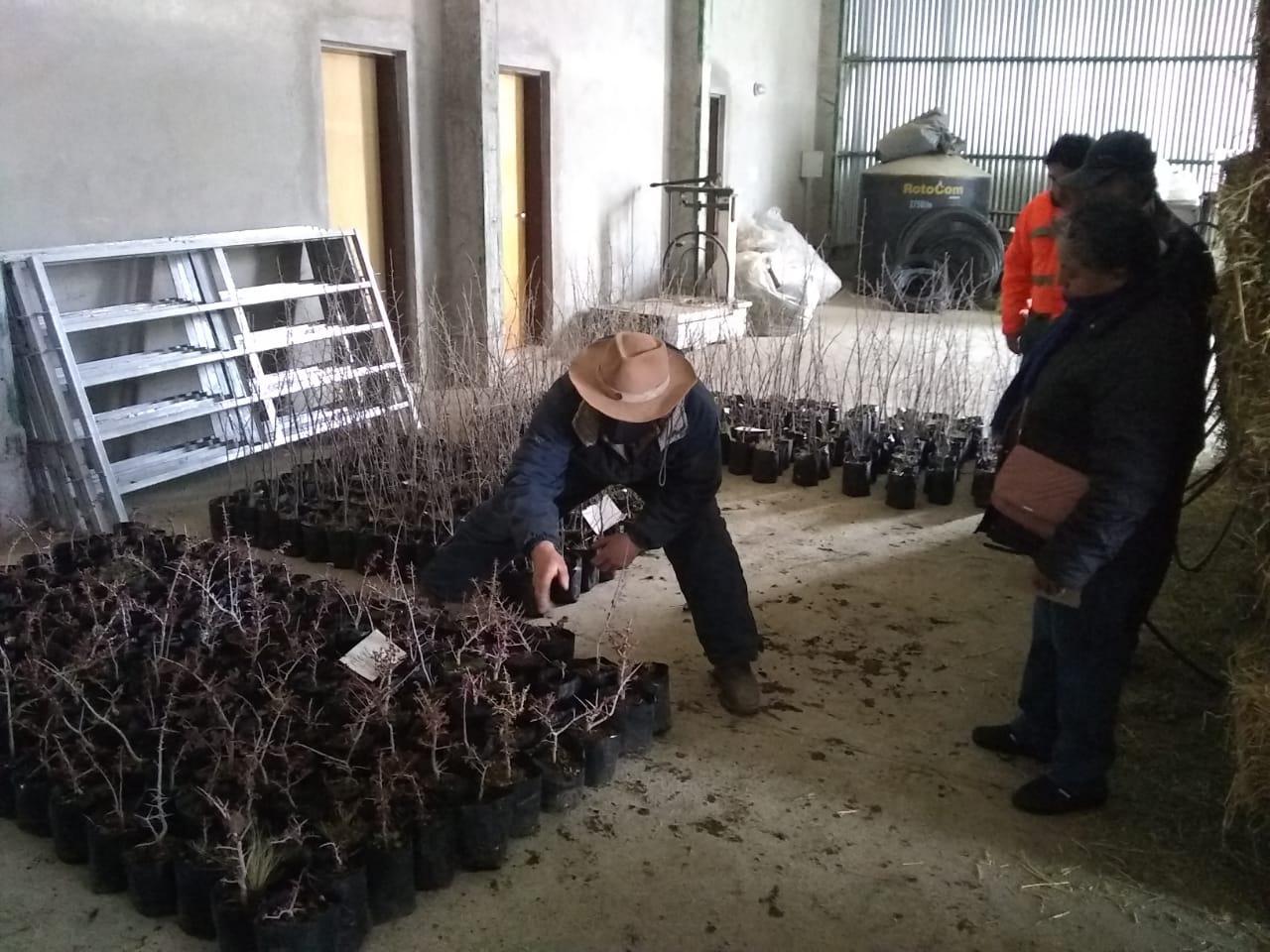 Plantas para la Meseta 1