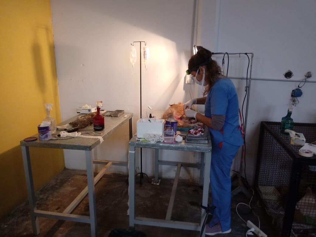 Castraciones Zoonosis (2)