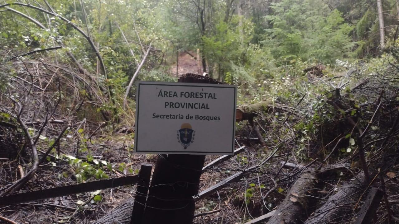 bosque2
