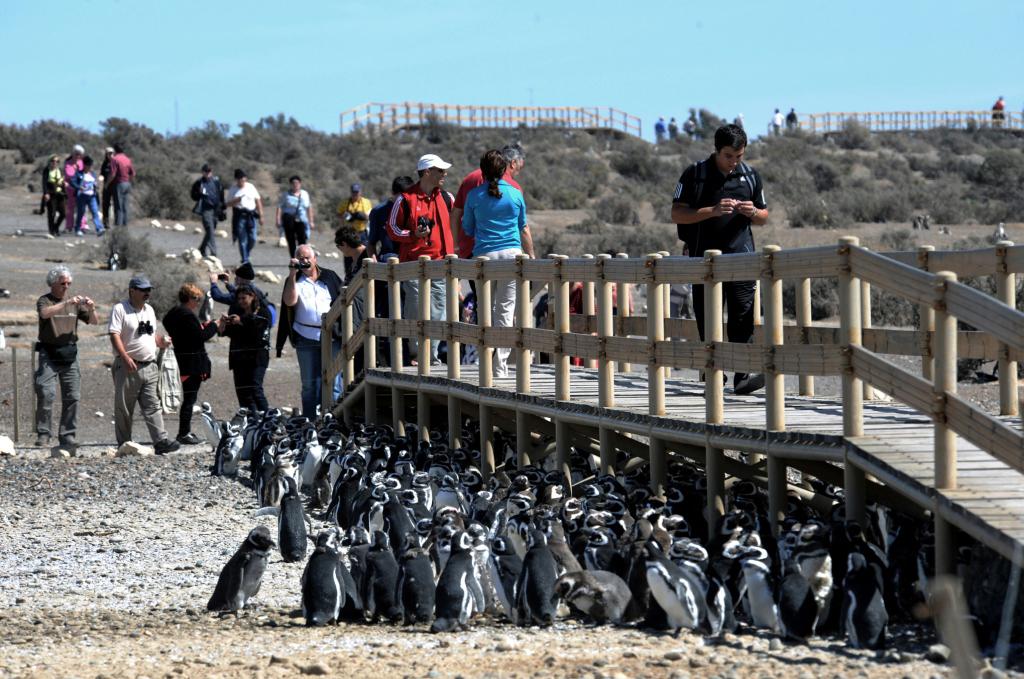 PUNTA TOMBO (3)