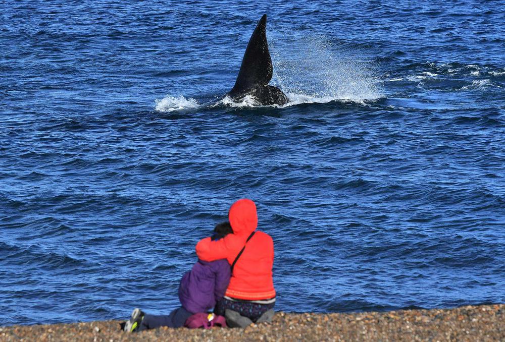 Ballenas (4)