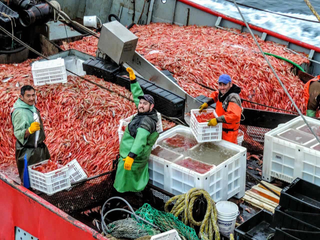 LANGOSTINO8