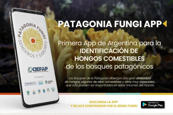 Patagonia fungi (1)