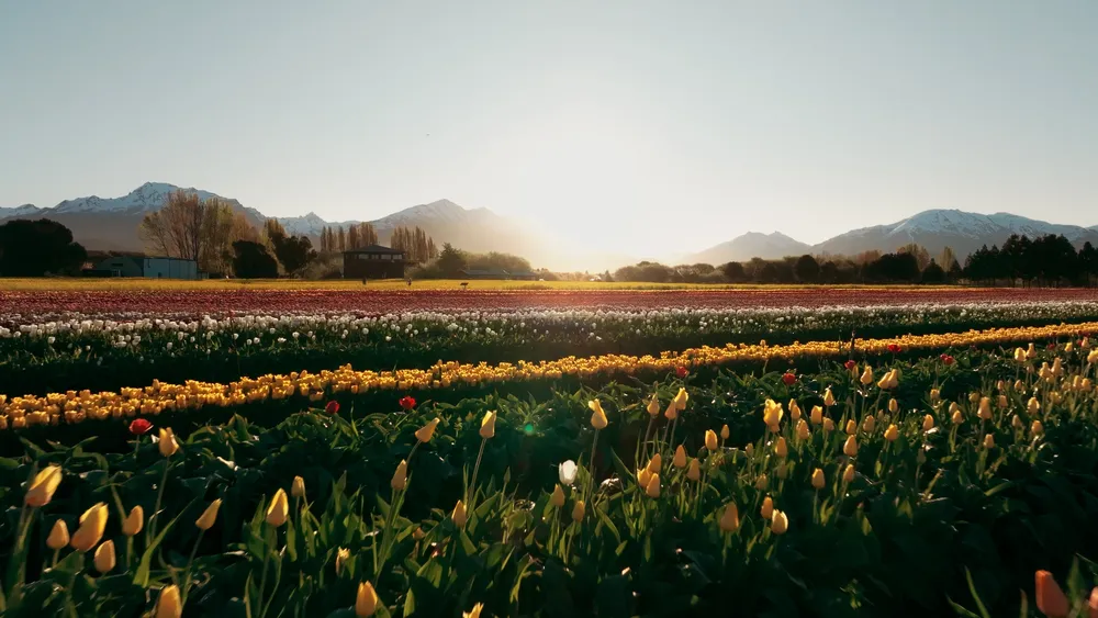 Tulipanes-5 (1)