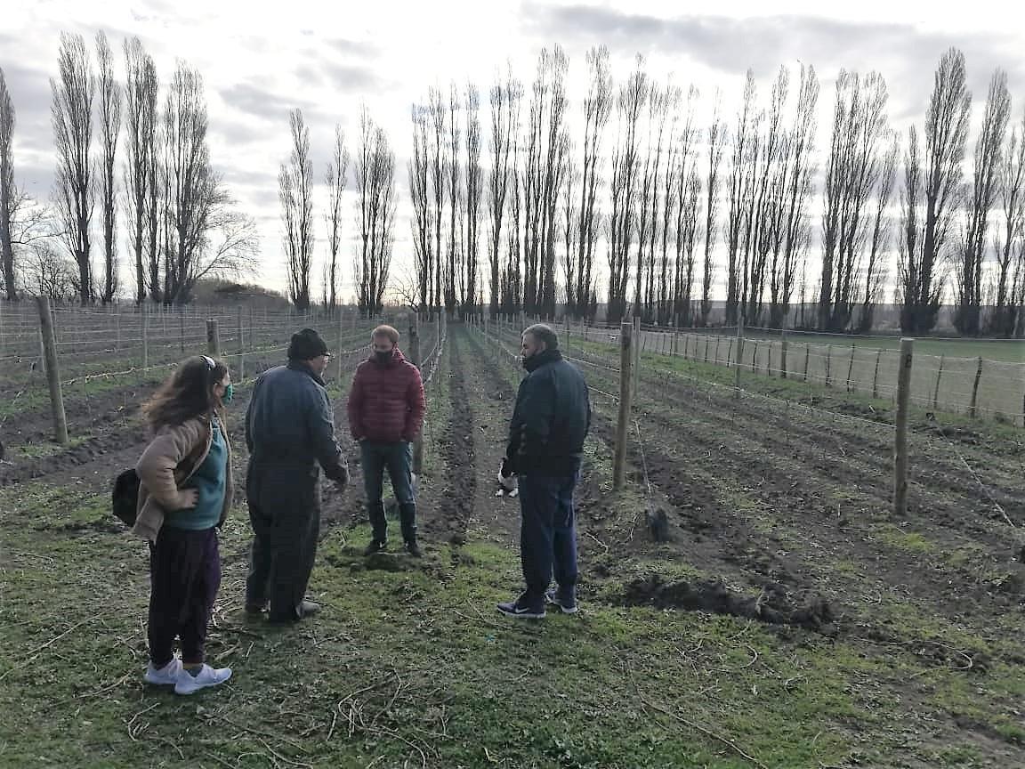 Cooperativa vitivinícola Gaiman (3)