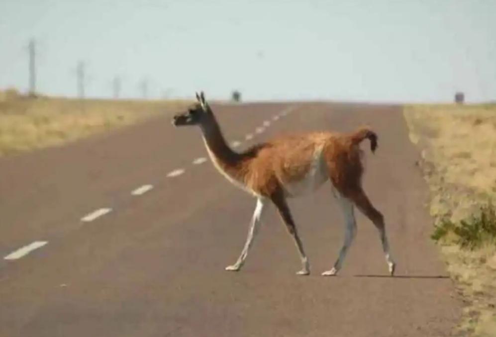 ANIMALES EN LA RUTA (1)
