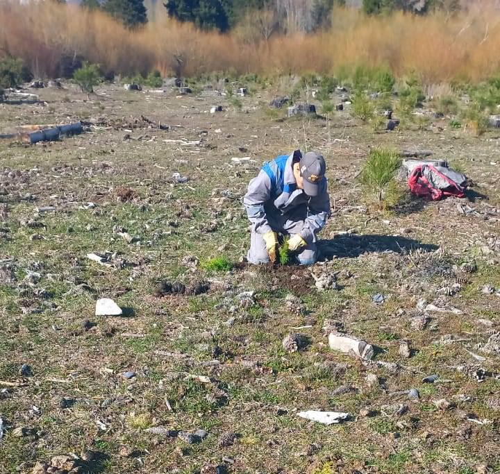 Plan de reforestación Corcovado (3)