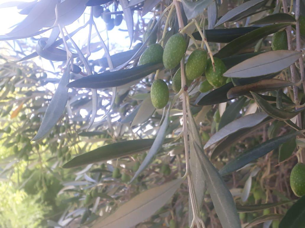 Olivos