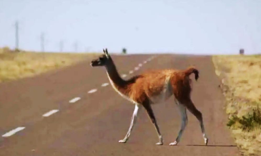 animales rutas