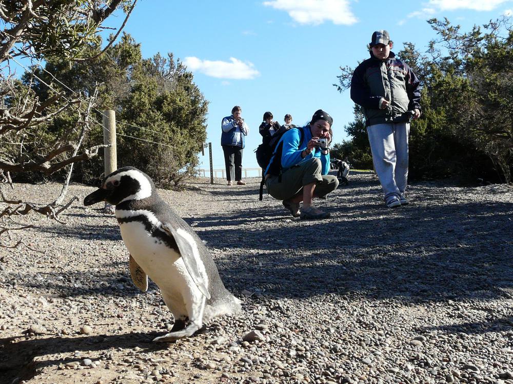 Turismo en Chubut Punta Tombo cerró una de las mejores temporadas de los últimos años (2)