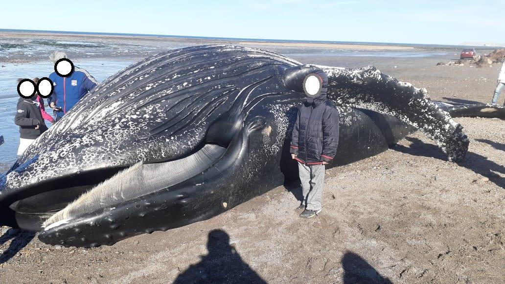 ballena