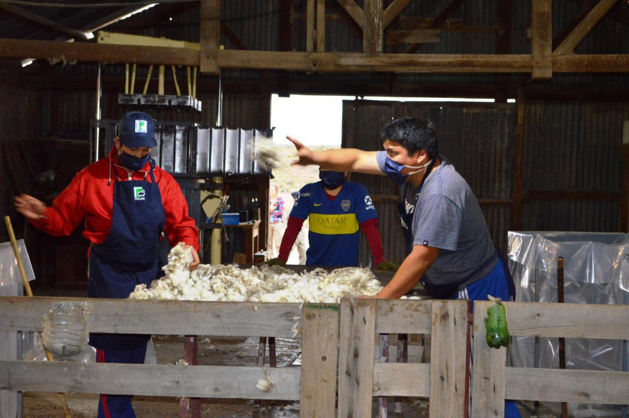 ganadería (1)