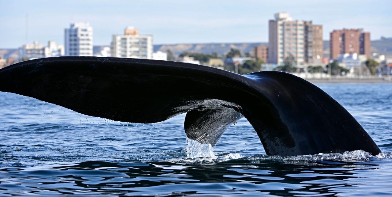 Ballena1