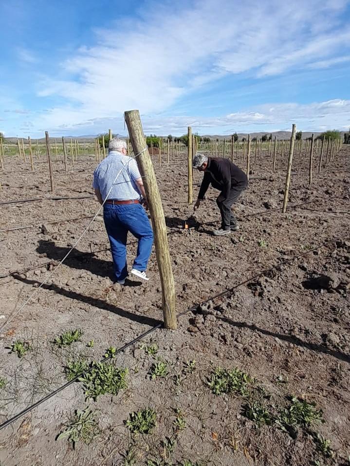 El Valle de Sarmiento apuesta a la vitivinicultura (4)