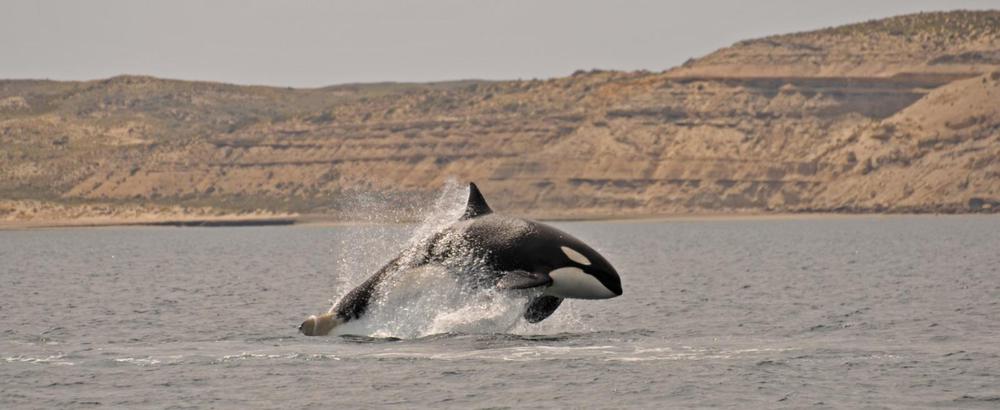 Semana de las Orcas en Chubut El Gobierno provincial propone una amplia agenda de actividades promocionales y educativas