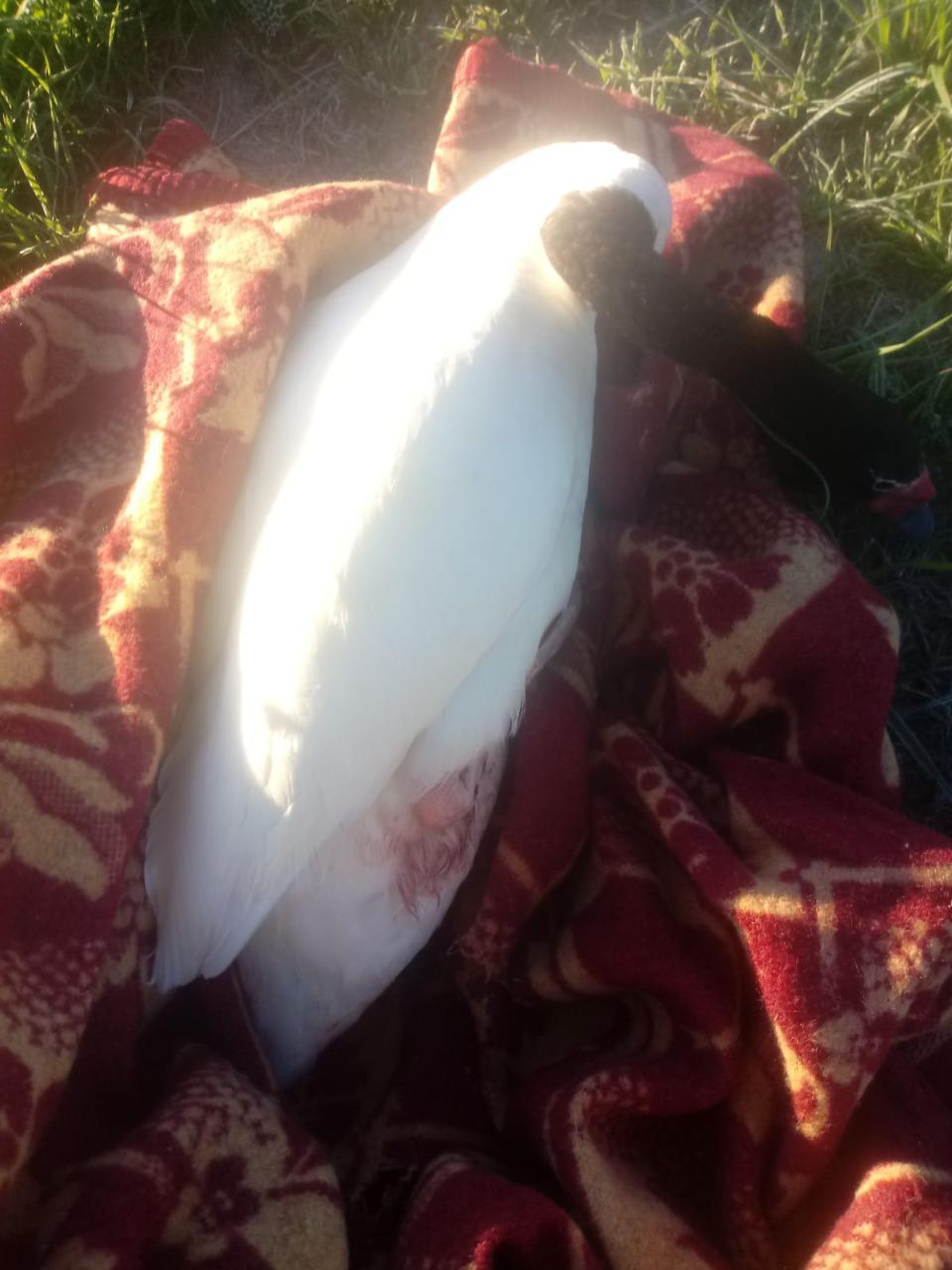 Cisne Esquel