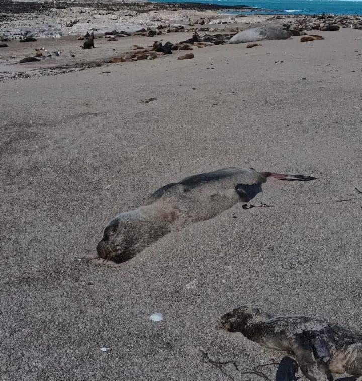 Lobos Camarones gripe aviar